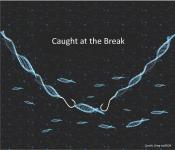 DNA fragments jump to join the breaks in the absence of Dna2