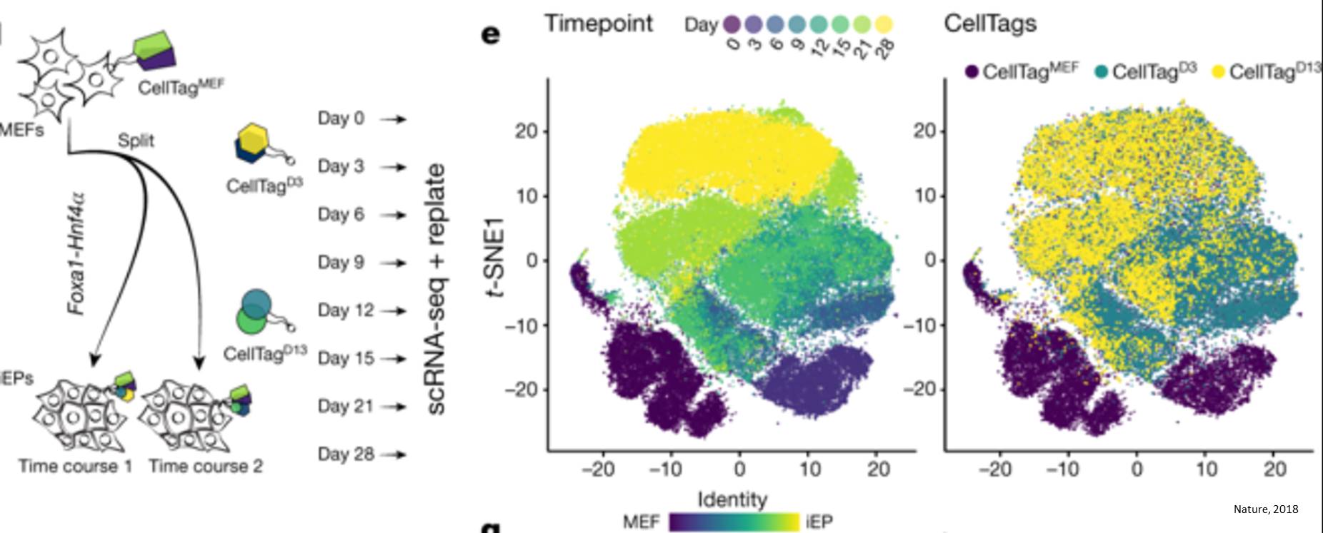 Single-cell lineage mapping identities direct reprogramming