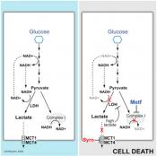 Dual Inhibition of the Lactate Transporters by Diabetic and Antihypertensive Drugs Kill Cancer Cells