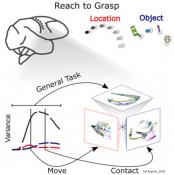 Neurons in the brain work as a team to guide movement of arms, hands