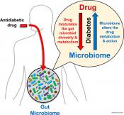 Gut microbiome may affect some anti-diabetes drugs
