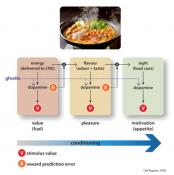 Ghrelin promotes conditioning to food-related odors