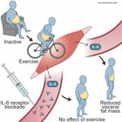How exercise reduces belly fat in humans