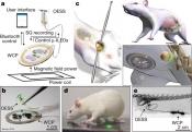 A wireless closed-loop system for optogenetic peripheral neuromodulation