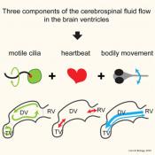 The role of cilia in brain CSF flow and ventricular development