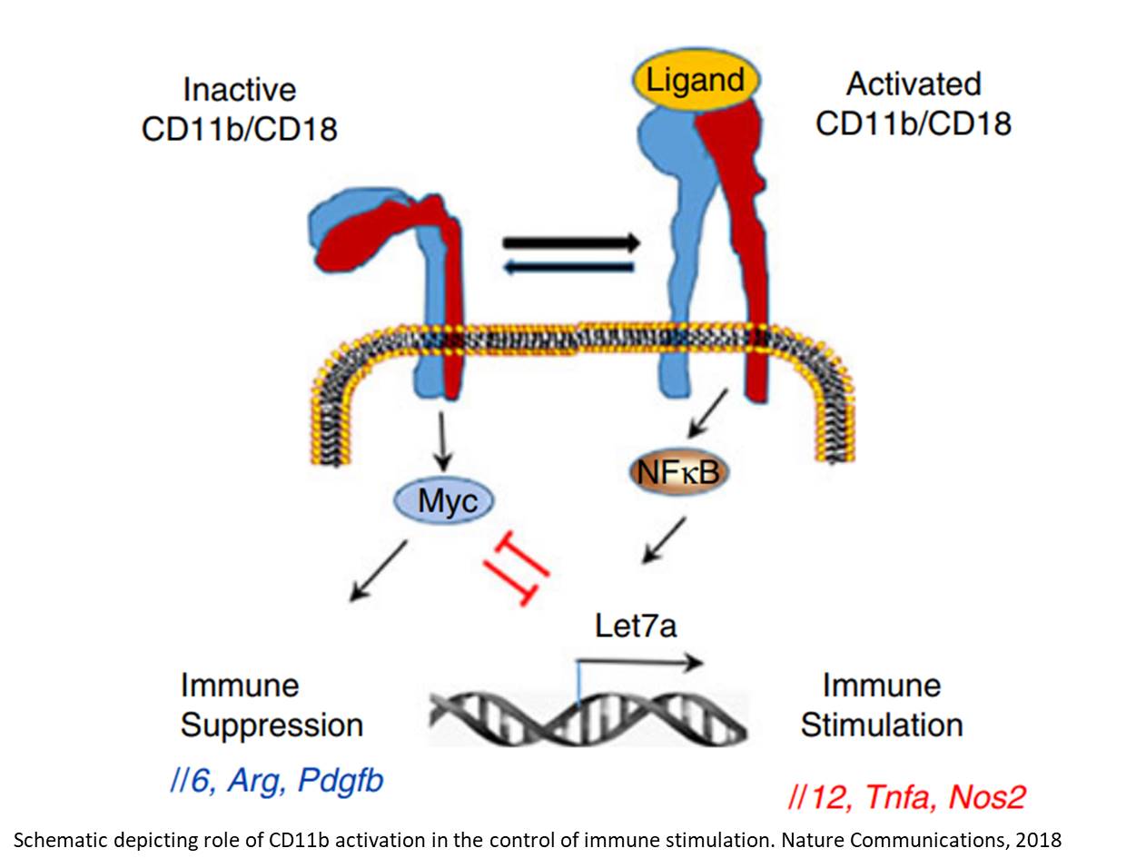 Integrin activation drives anti-tumor innate immunity