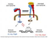 Integrin activation drives anti-tumor innate immunity