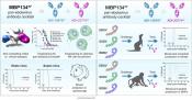 A single vaccine to treat different strains of Ebola virus 