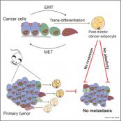 Inhibiting metastasis by converting cancer cells to fat