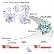 Inhibiting Ebola Virus Replication!