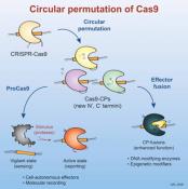 Safer and more efficient cas9!