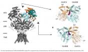 NMDA receptor pH sensitive inhibitor binding pocket identified!
