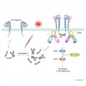 Fever activates Hsp90-integrin pathway to traffic T-lymphocytes