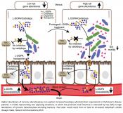 Gut bacteria and Parkinson&#039;s disease treatment