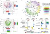 Relapse of intestinal disease by the disturbance in microbial network
