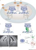 Nuclear corepressors (NCOR1/2) link the feeding and memory brain areas