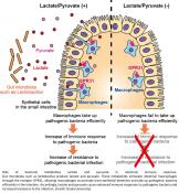 Small metabolites protect against the intestinal infection