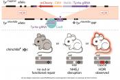 CRISPR/Cas9 to control genetic inheritance in mice