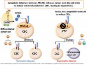 Signaling pathway in symmetric cell division of cancer stem cells in breast cancer discovered