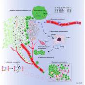 Role of myosin II in hijacking the immune system and spread of skin cancer
