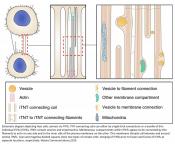 Structure of individual tunneling nanotubes (iTNTs) between neurons unraveled!