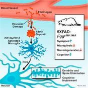 Leaking blood clotting factor may cause cognitive decline in Alzheimer&#039;s disease