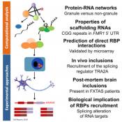 RNA scaffolding and protein aggregation in neurodegenerative diseases