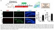 Converting human fetal astrocytes to neurons by modulating multiple signaling pathways
