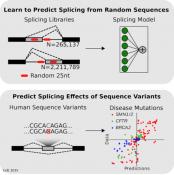 Alternate splicing sequence determinants identified!