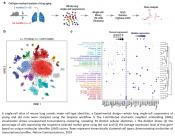 Single cell transcriptomics and deep tissue proteomics to map the aging lung cells