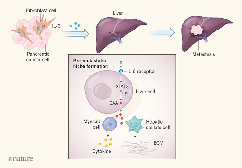 Why cancer most frequently spreads to the liver 