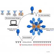 Computer-designed vaccine elicits potent antibodies against RSV