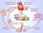 How the heart sends an SOS signal to bone marrow cells after a heart attack
