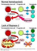RNase linked to hematopoietic stem cell renewal and differentiation