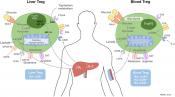 Mitochondria Linked to Autoimmunity