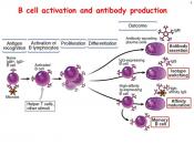 Mechanism of antibody production
