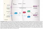 Serotonylation of histones to regulate gene expression