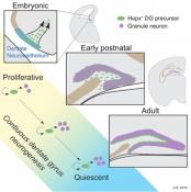 Neurogenesis throughout development and adulthood