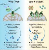 Role of mitochondrial permeability in aging, recovery from ischemic injury
