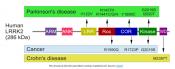 Vitamin B12 confers neuroprotection by modulating Parkinson&#039;s disease LRRK2 kinase 
