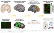 Genes and molecular pathways that keep the brain sharp in old age