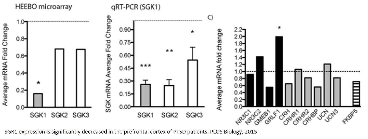 Reduced activity of a brain protein linked to post-traumatic stress disorder