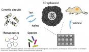 3D tumor-bacteria co-culture!