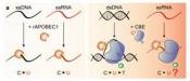 Transcriptome-wide off-target RNA editing induced by CRISPR