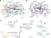 Structure of melatonin receptors involved in sleep solved!