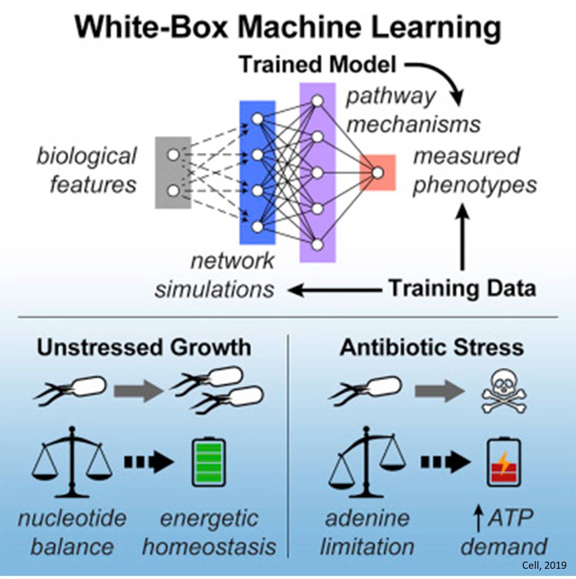 Machine learning reveals a novel mechanism of &nbsp;antibiotic action