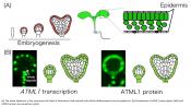 Location is everything for plant cell differentiation