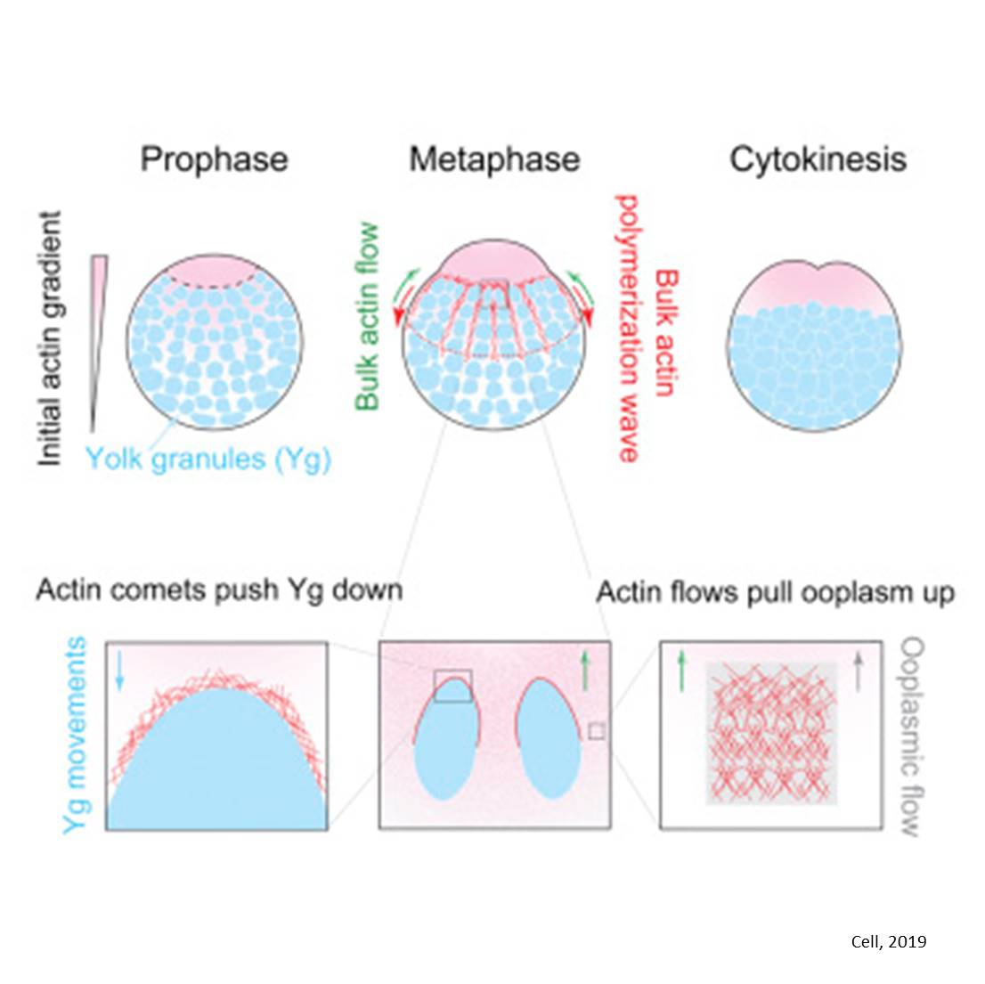 How the cytoplasm separates from the yolk
