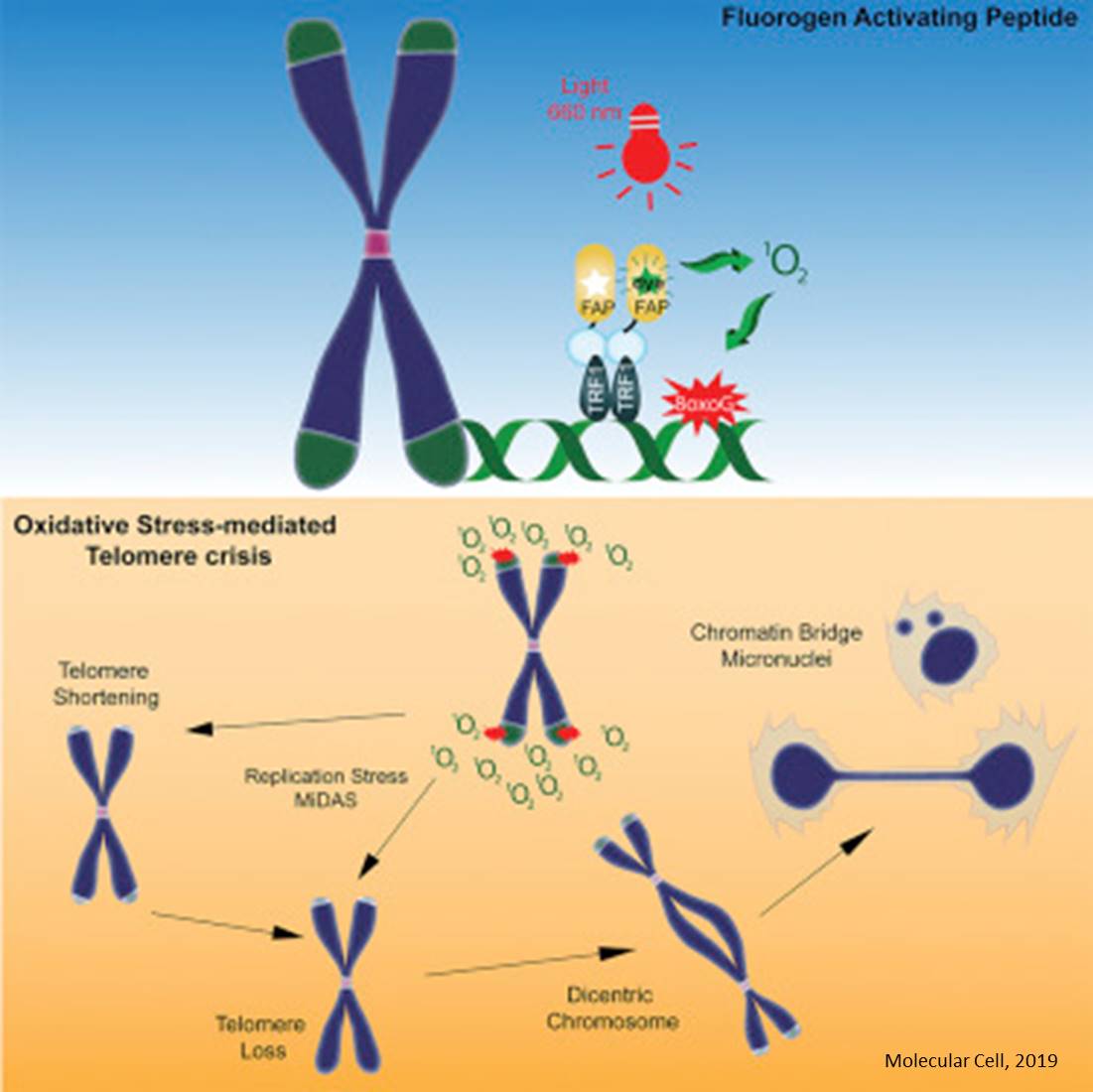 Direct oxidative stress damage shortens telomeres