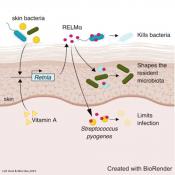 Bacteria-killing protein on skin needs vitamin A to work